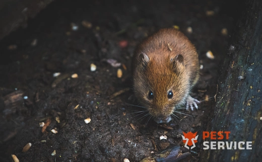 Дератизация в Златоусте